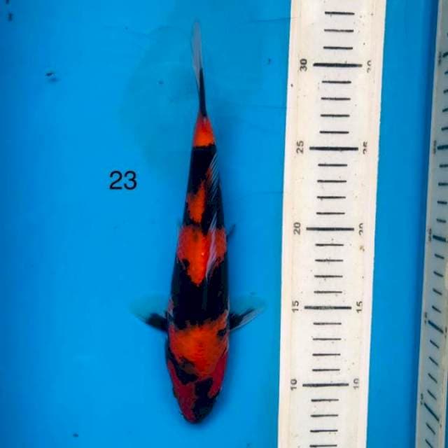 Showa ,23cm