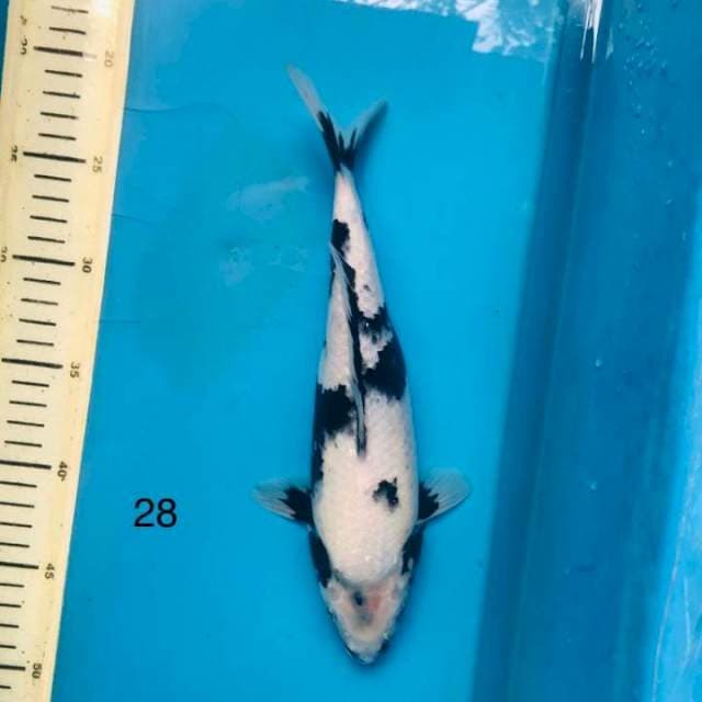 Shiro FEMALE ,28cm