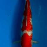 Kohaku ginrin