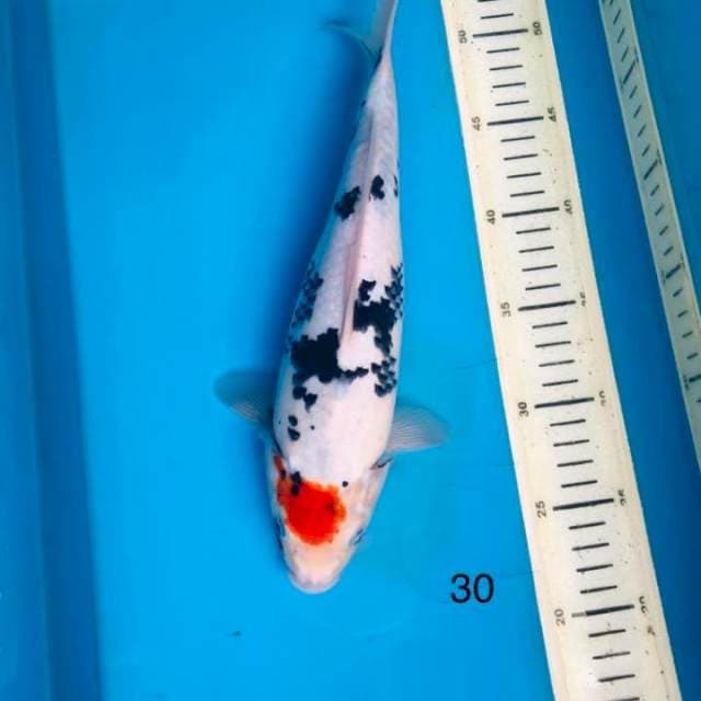 Tancho showa ,30cm