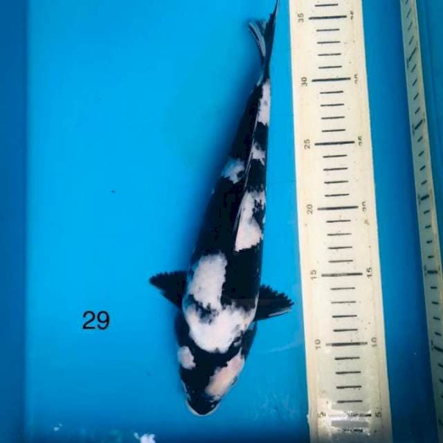 Shiro ,29cm