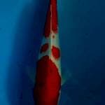 Sanke 30 cm