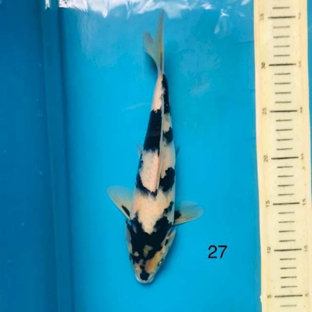 Shiro ,27cm