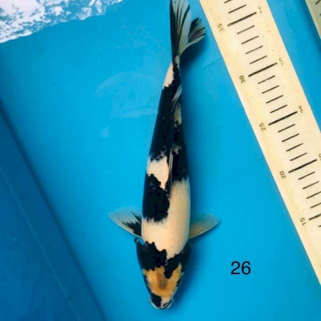 Shiro ,26cm