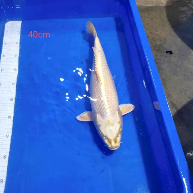 Mukasi berpunuk 40cm