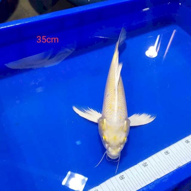 Kumpay kujaku tategoi 35cm