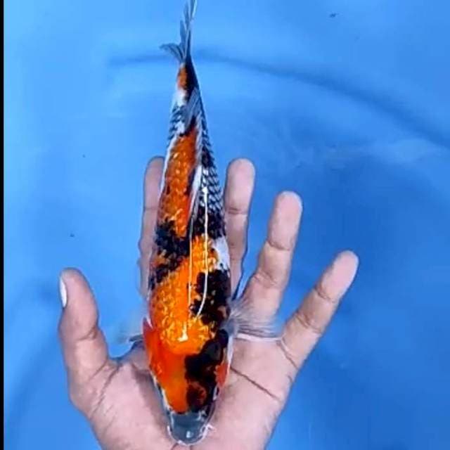 SHOWA GINRIN JANTAN # 23CM