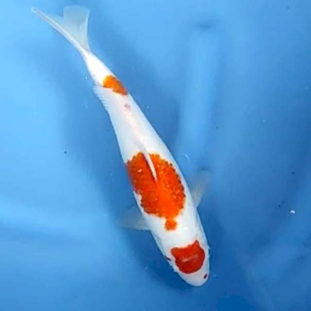 MARUTEN ORIGINAL # 30CM