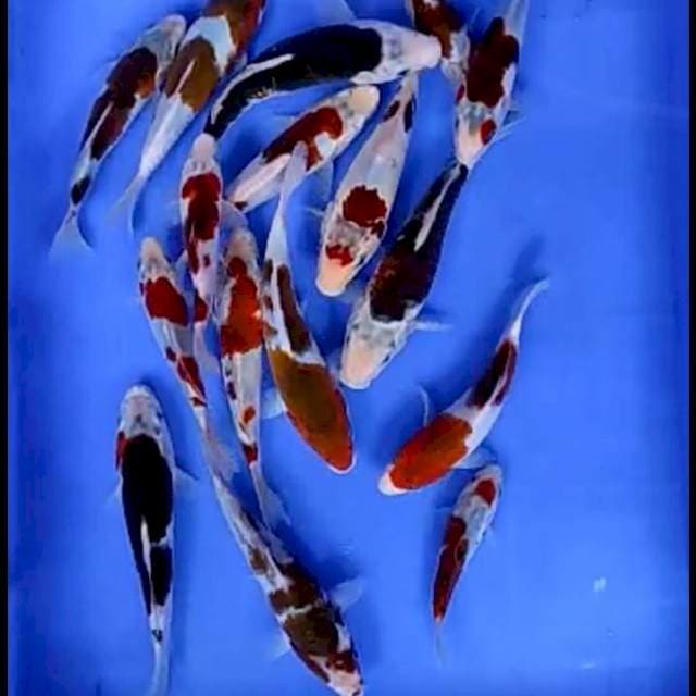 16 EKOR BABY GOROMO # 13-18CM