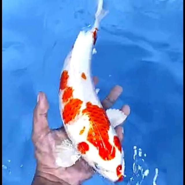 KOHAKU FULL HIKARI # 32CM