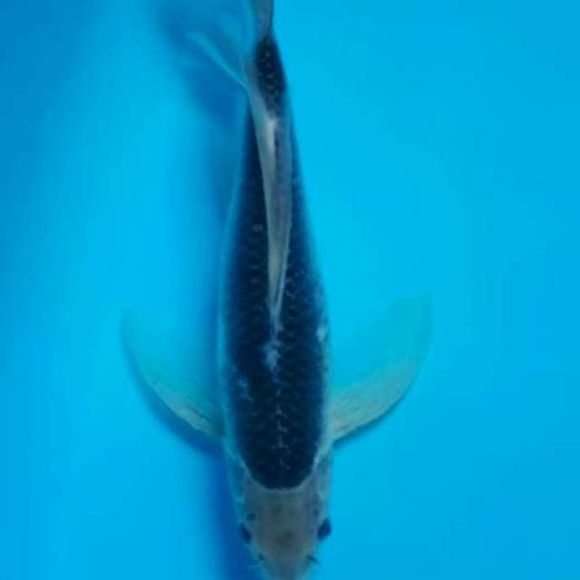 kumpay 36 cm