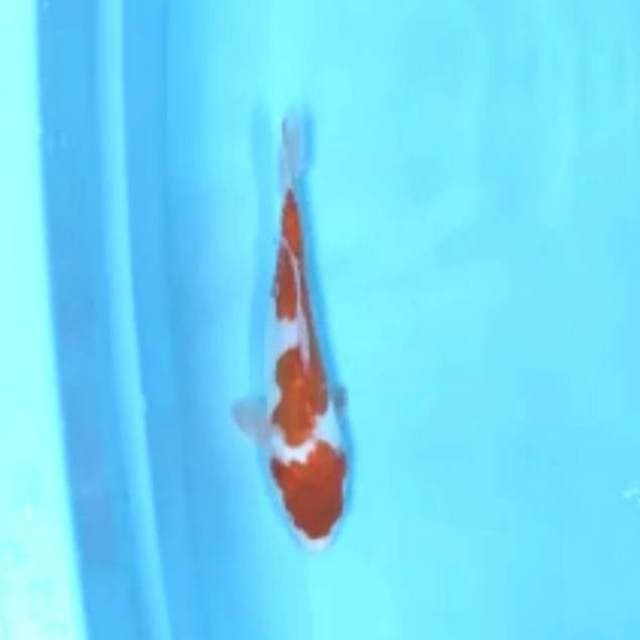 Maruten Kohaku