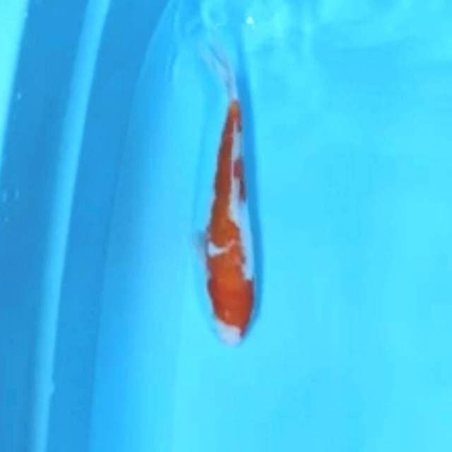Doiutsu kohaku