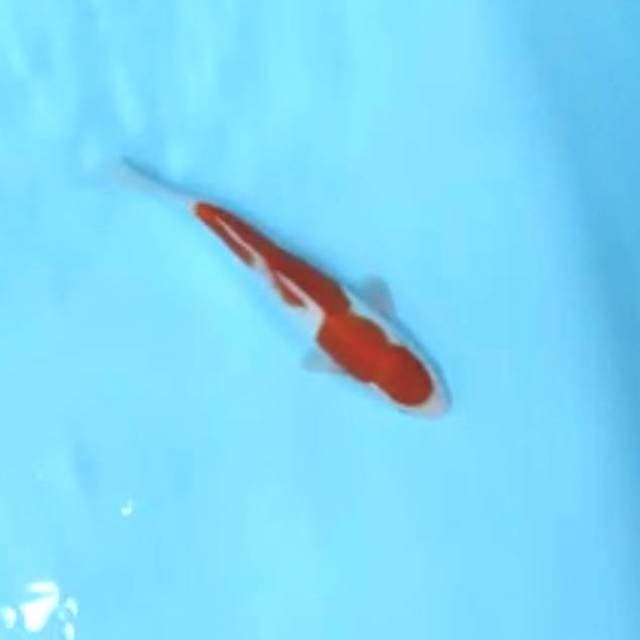 Strong kohaku