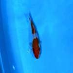 One step kohaku
