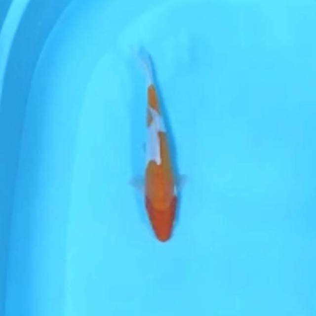 One step kohaku