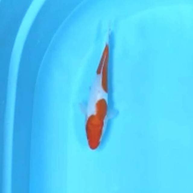 Menkaburi kohaku