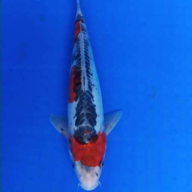 Kujaku