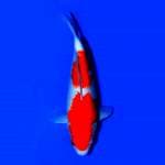 Kohaku JT