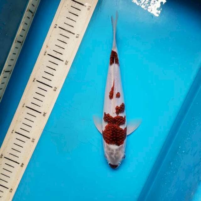 Kuchibeni koromo 25cm