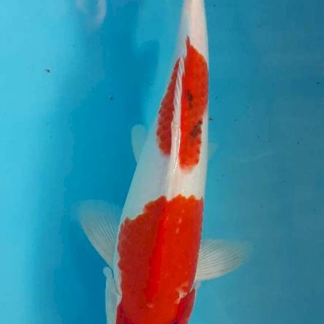 Sanke 31 cm