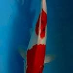 Sanke 31 cm