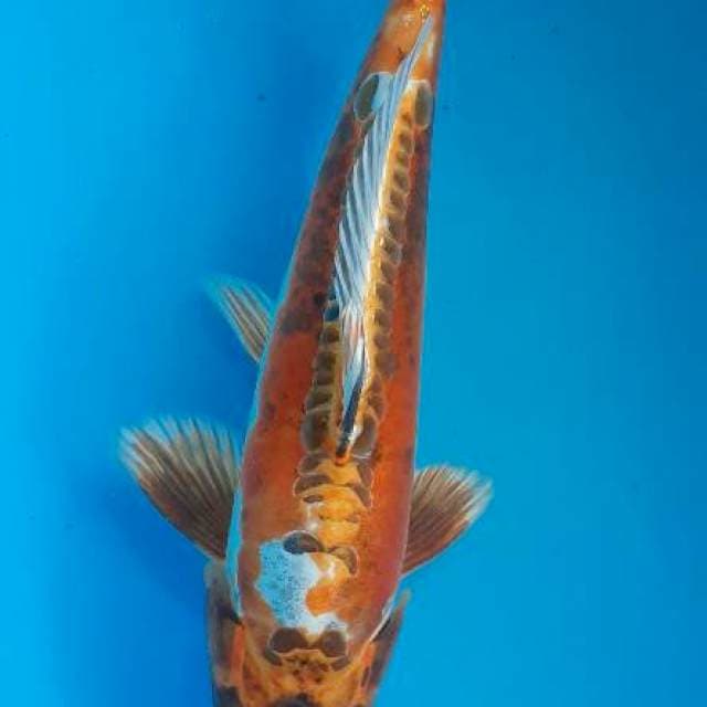 Antik 32 cm