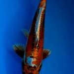 Antik 32 cm