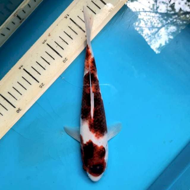 Koromo 23cm