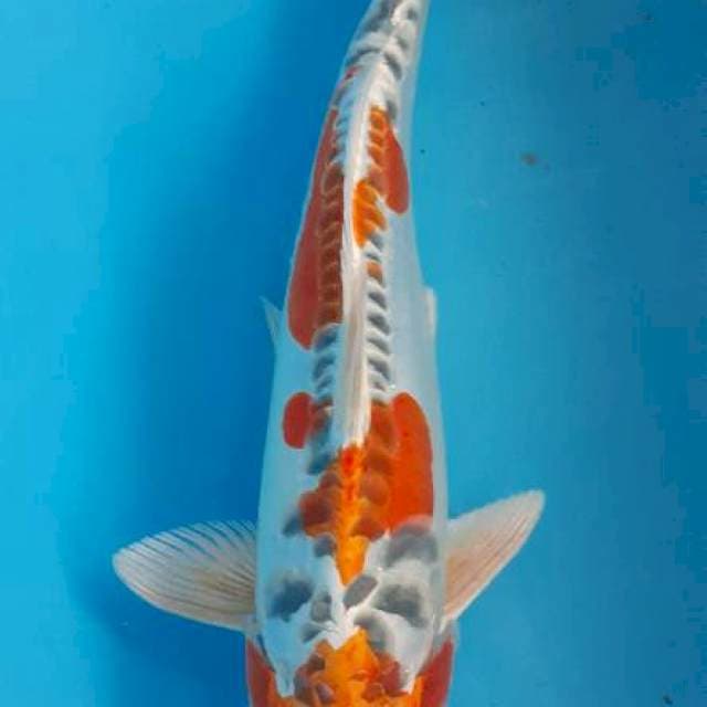 Antikq 32 cm