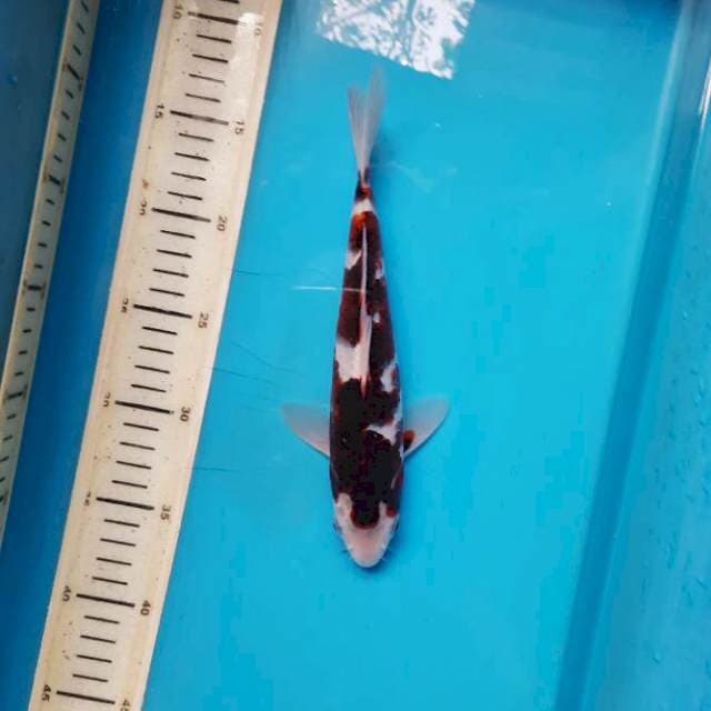Phantom goromo 24cm
