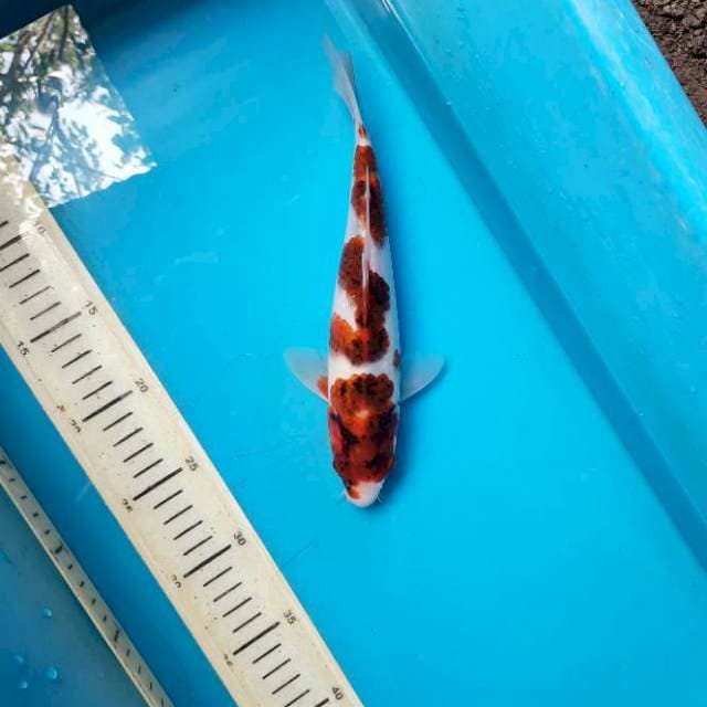 Sandan koromo 25cm