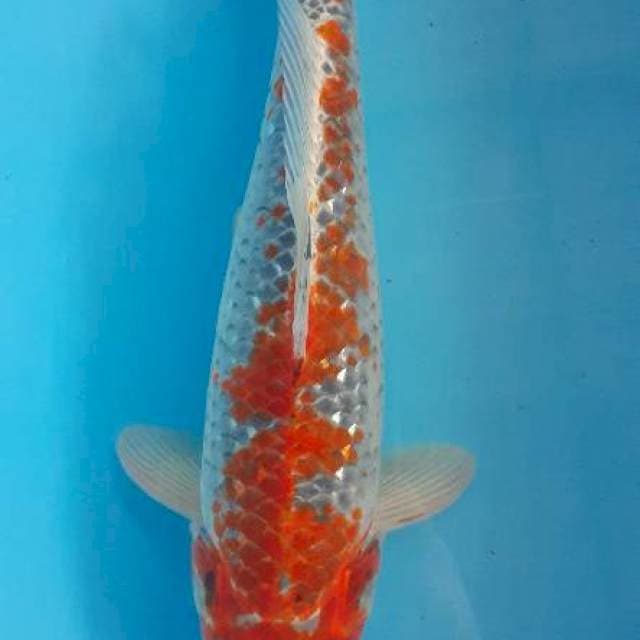 Ghosiki 36 cm