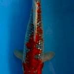 Ghosiki 36 cm