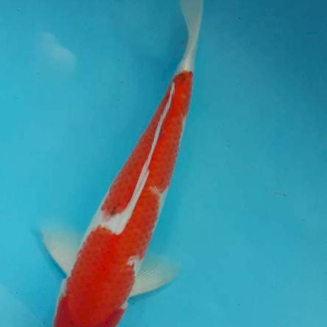 Sanke 30 cm