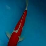 Sanke 30 cm