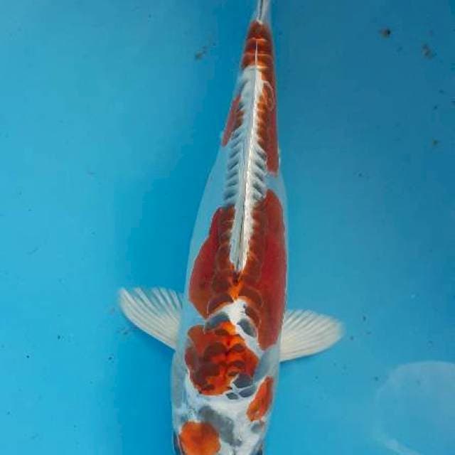 Antikq 26 cm