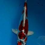Antikq 26 cm
