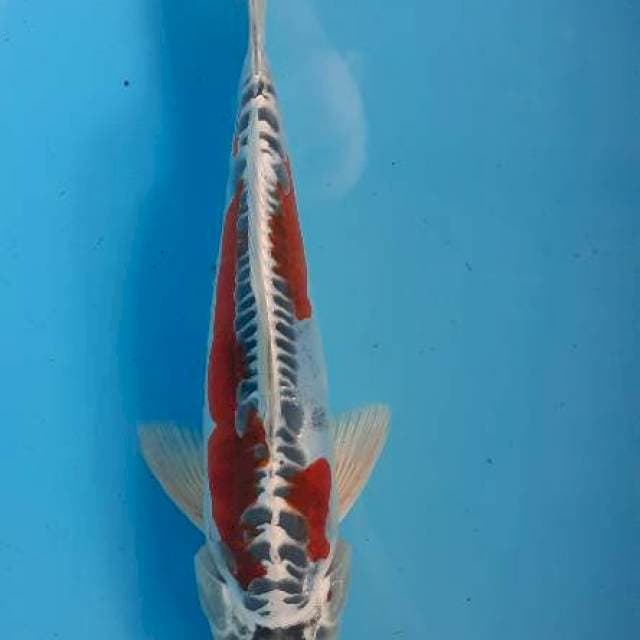 Kiko 28 cm