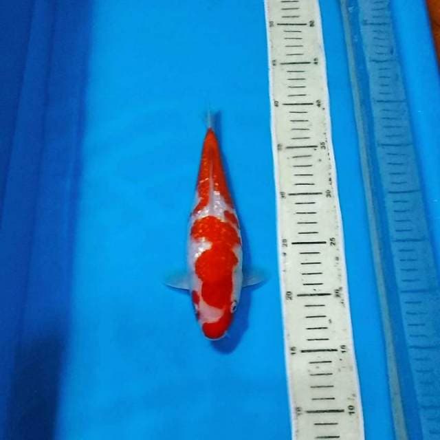 Kucibeni ginrin kohaku