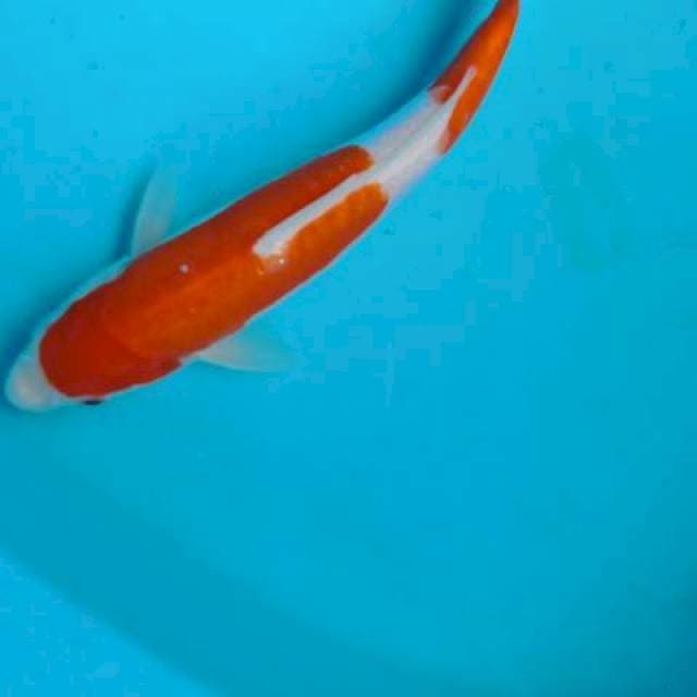 Kohaku 25