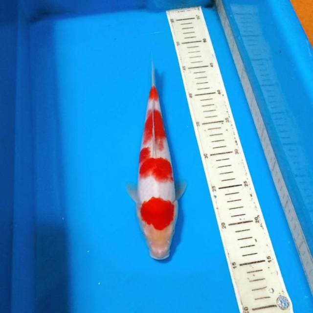 30bu ori 4step kohaku