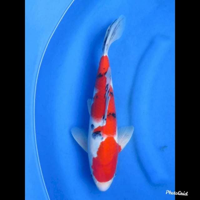 SANKE MERAH , MALE , 38cm