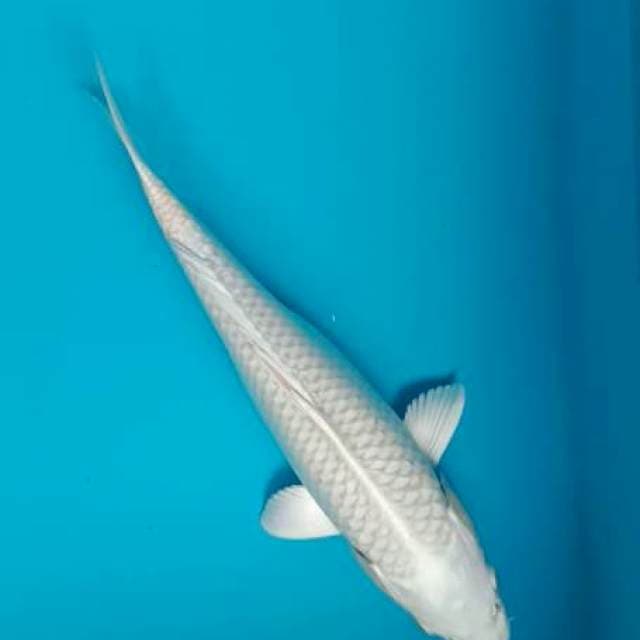 Platinum 33cm