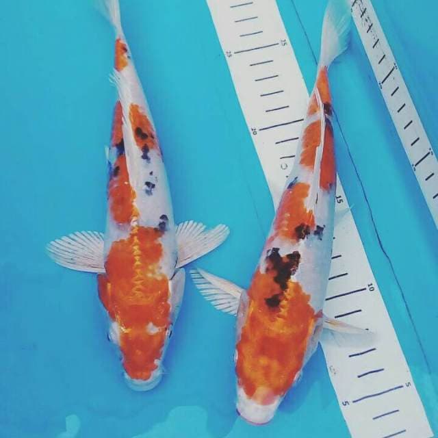 Duo Golden Yamato Nishiki