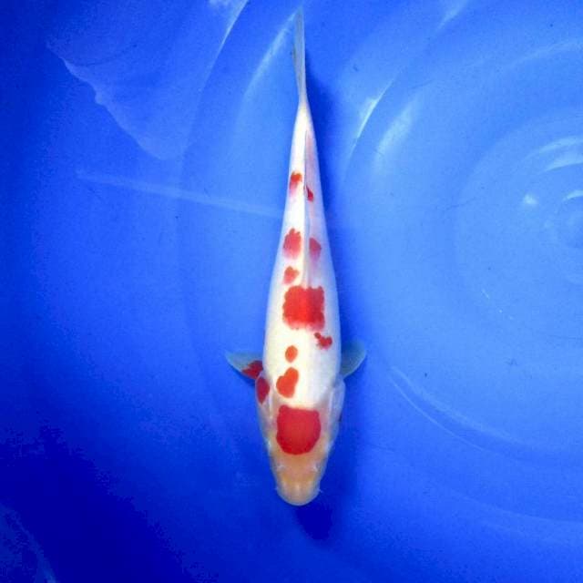 Kohaku