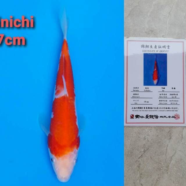 Dainichi kohaku 17cm