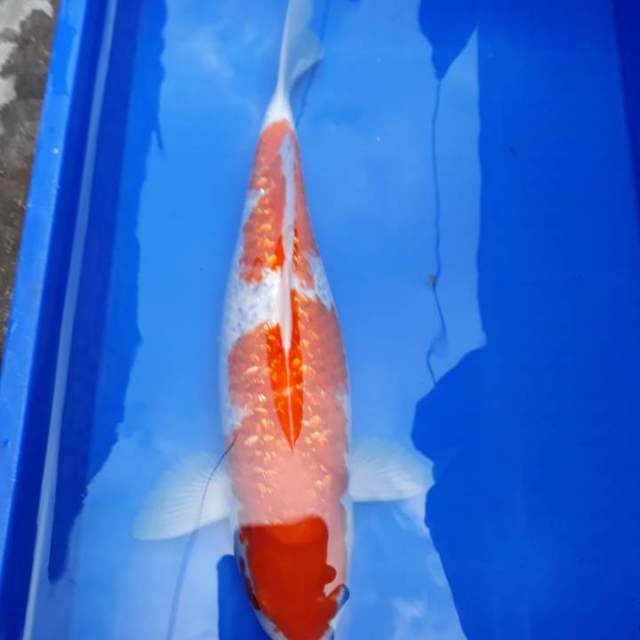 Kohaku ginrin 45 cm