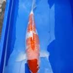 Kohaku ginrin 45 cm