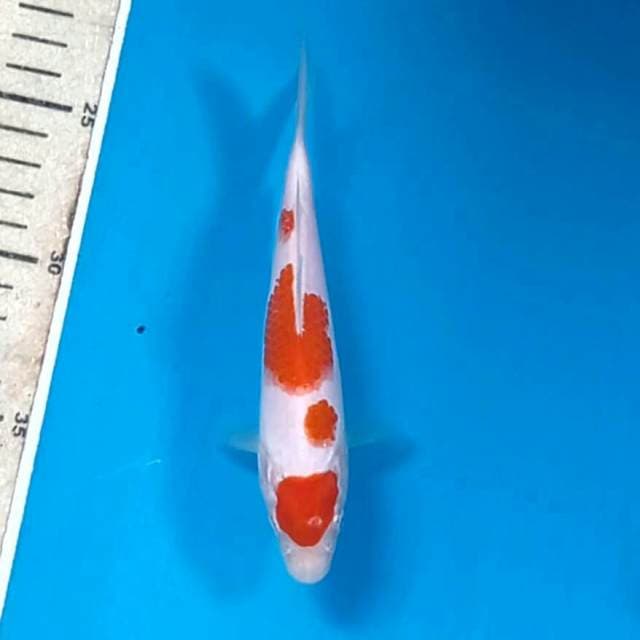 Kohaku, 16 cm